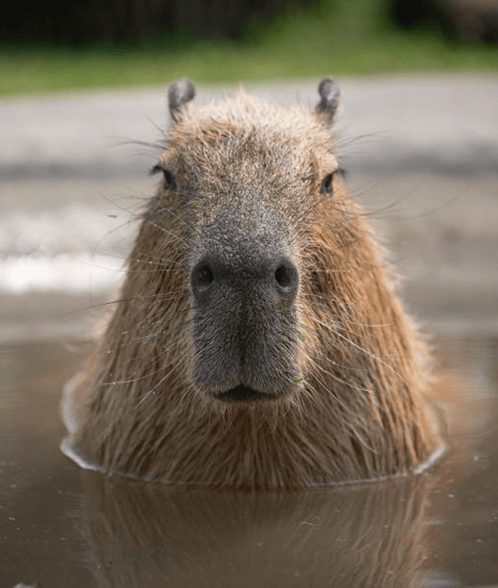 Carpincho/Capybara (Hydrochoerus hydrochaeris)