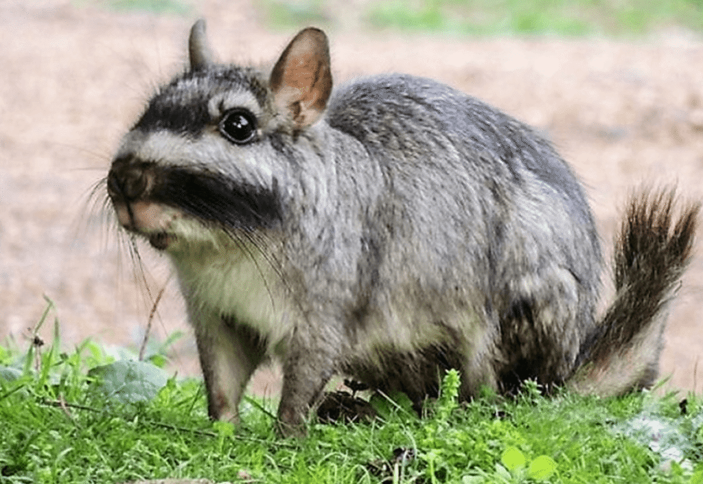 Plains viscacha (Lagostomus maximus)