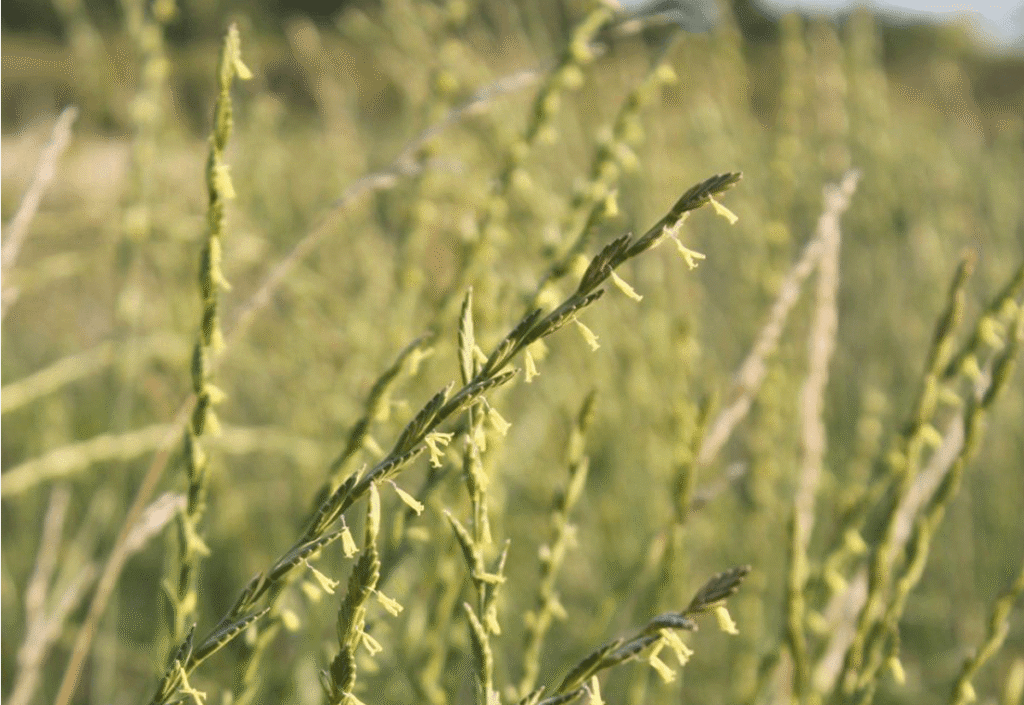 Native wheatgrass (Elymus scabrifolius)
